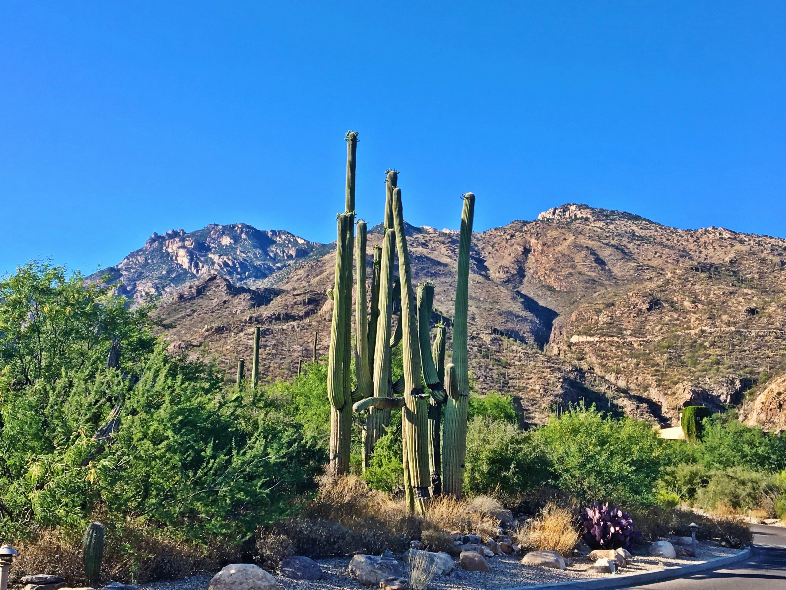 Arizona Celebrated its 110th Anniversary! Expect Better